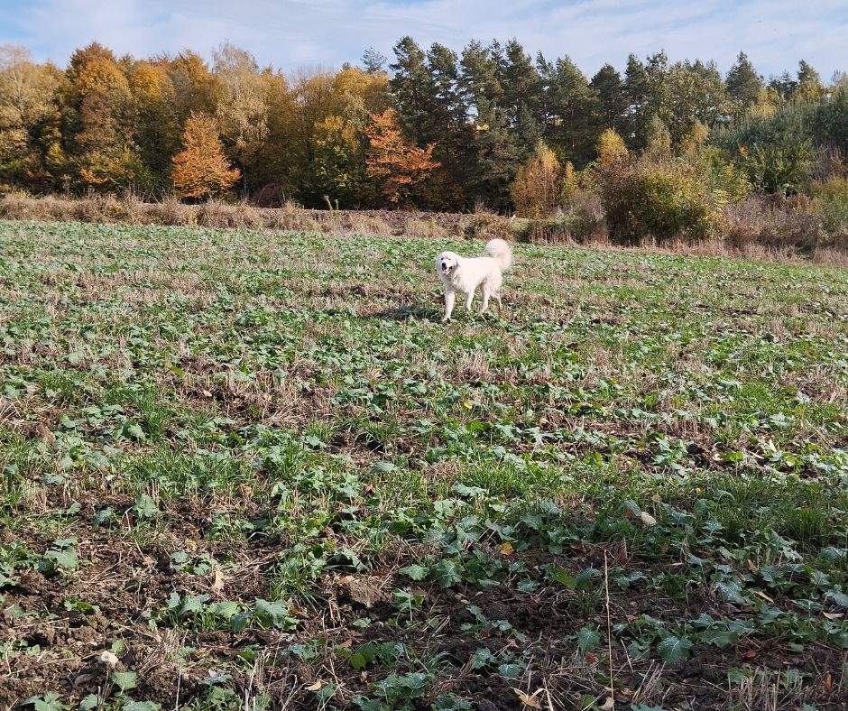 LUBIŚ z Rogalowego Gaju