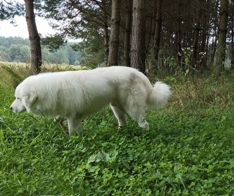 LUBIŚ z Rogalowego Gaju